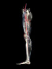 Blood Circulation